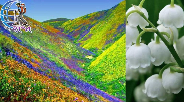 valley of flowers uttarakhand